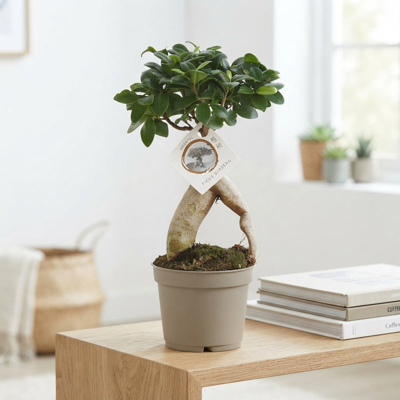 Ficus Ginseng Bonsai (Ficus microcarpa) – 12cm Pot