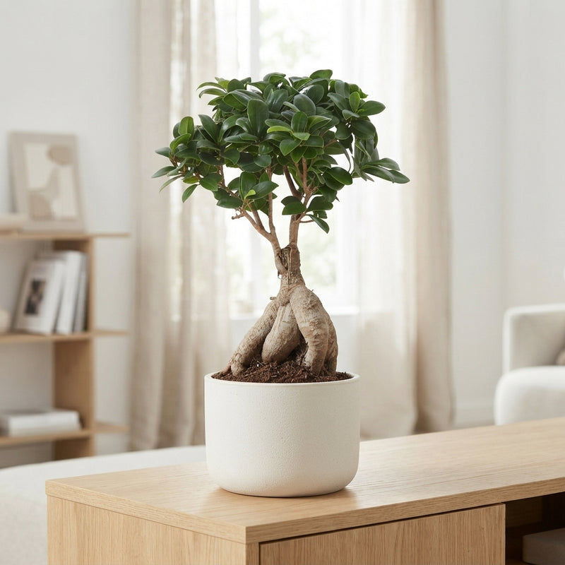 Ficus Ginseng Bonsai (Ficus microcarpa) – 15cm Pot