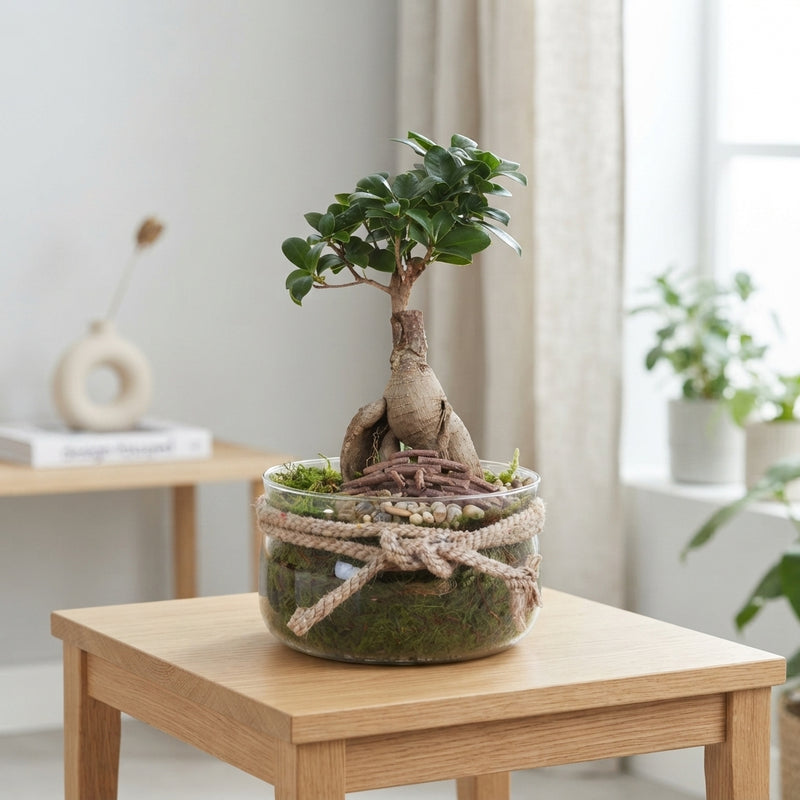 Ficus Ginseng Bonsai in Glass Bowl – 16cm Pot