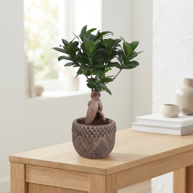 Ficus Ginseng Bonsai (Ficus microcarpa) – 12cm Pot