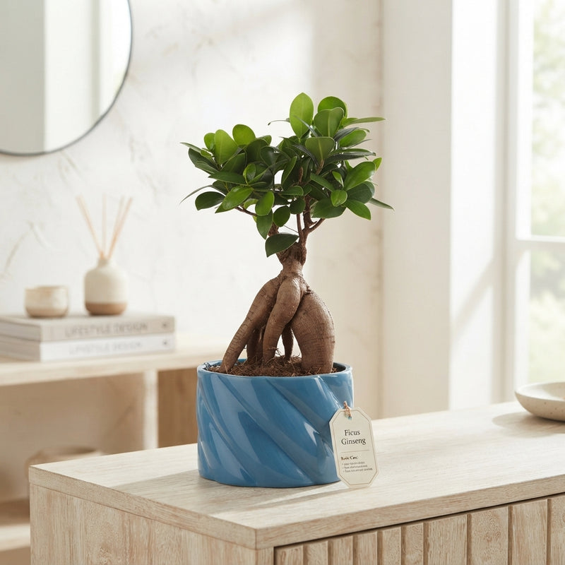 Ficus Ginseng Bonsai (Ficus microcarpa) – 18cm Pot