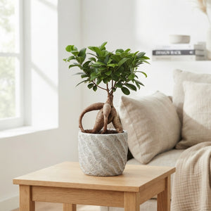 Ficus Ginseng Bonsai (Ficus microcarpa) – 14cm Pot