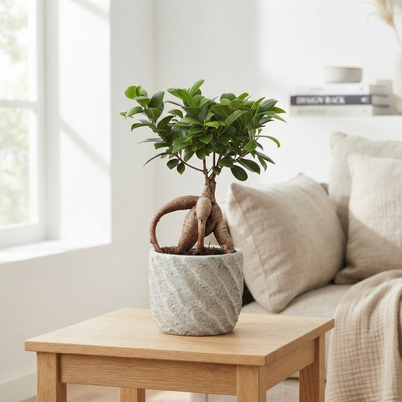 Ficus Ginseng Bonsai (Ficus microcarpa) – 14cm Pot