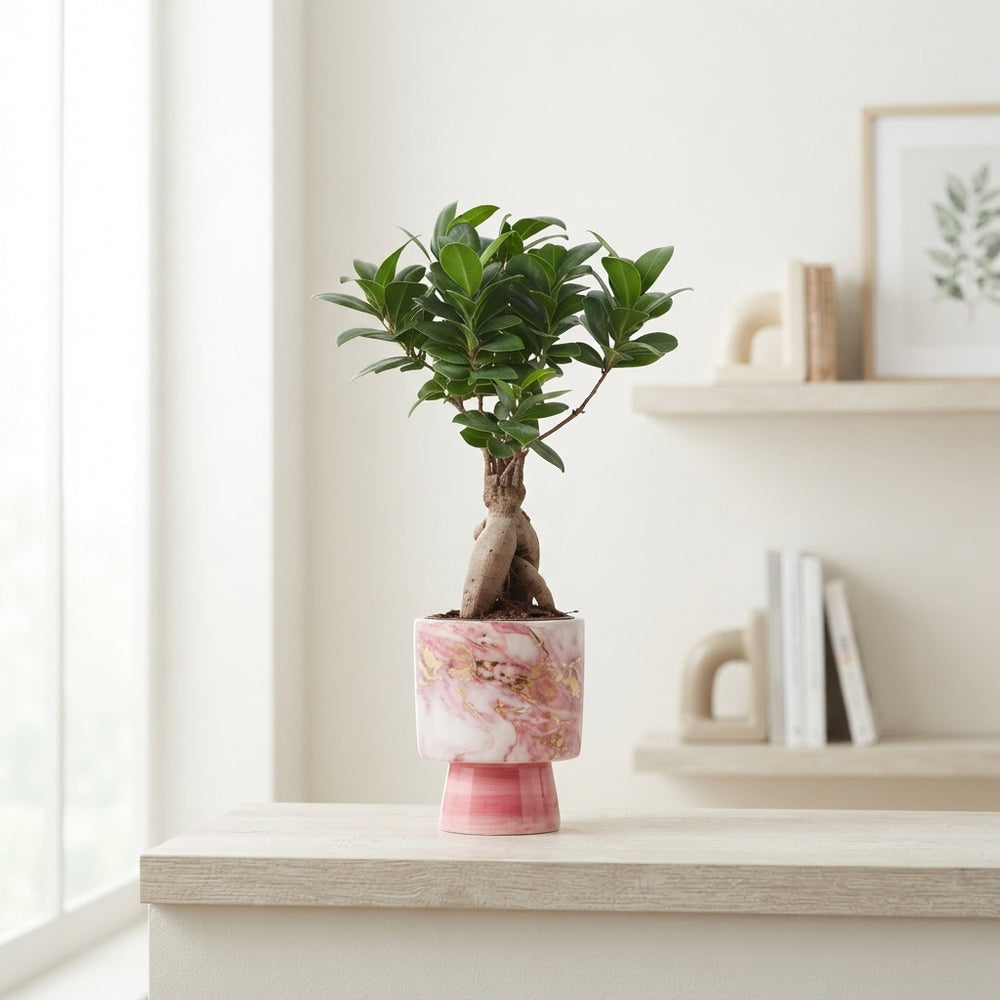 Ficus Ginseng Bonsai (Ficus microcarpa) – 10cm Pot