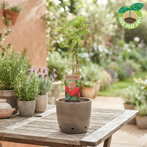 Mixed Fruit Plant – 15cm Pot, Approx. 50cm Height