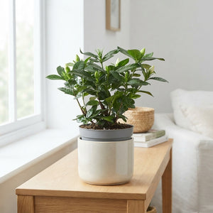 Gardenia jasminoides – 13cm Pot