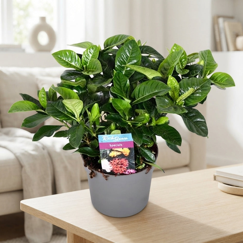 Gardenia jasminoides Gardenia – 13cm Pot
