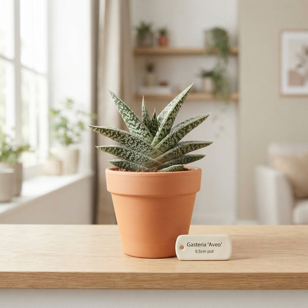 Gasteria ‘Aveo’ Succulent – 8.5cm Pot