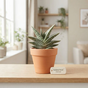 Gasteria ‘Aveo’ Succulent – 8.5cm Pot