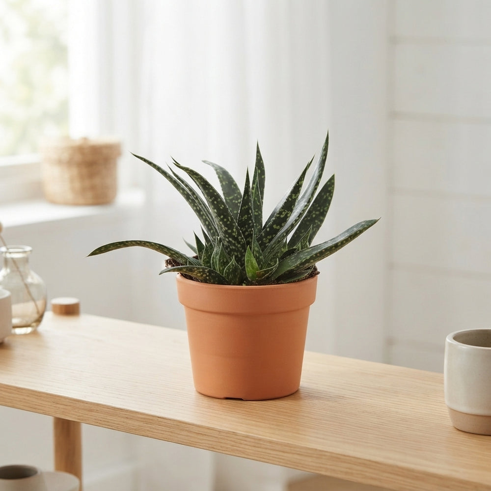 Gasteria verrucosa Succulent – 12cm Pot