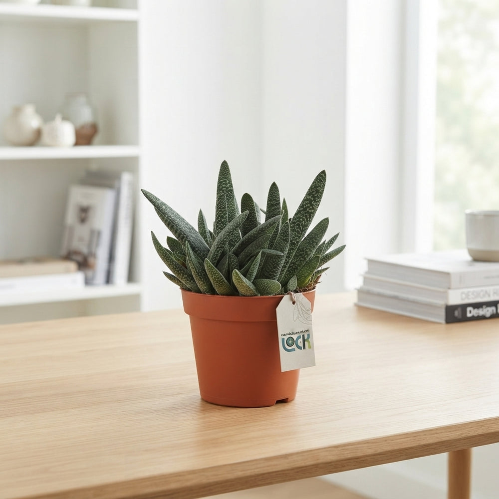 Gasteria verrucosa Succulent – 17cm Pot