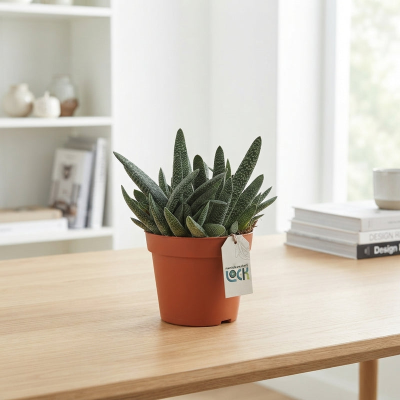 Gasteria verrucosa Succulent – 17cm Pot