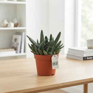 Gasteria verrucosa Succulent – 17cm Pot