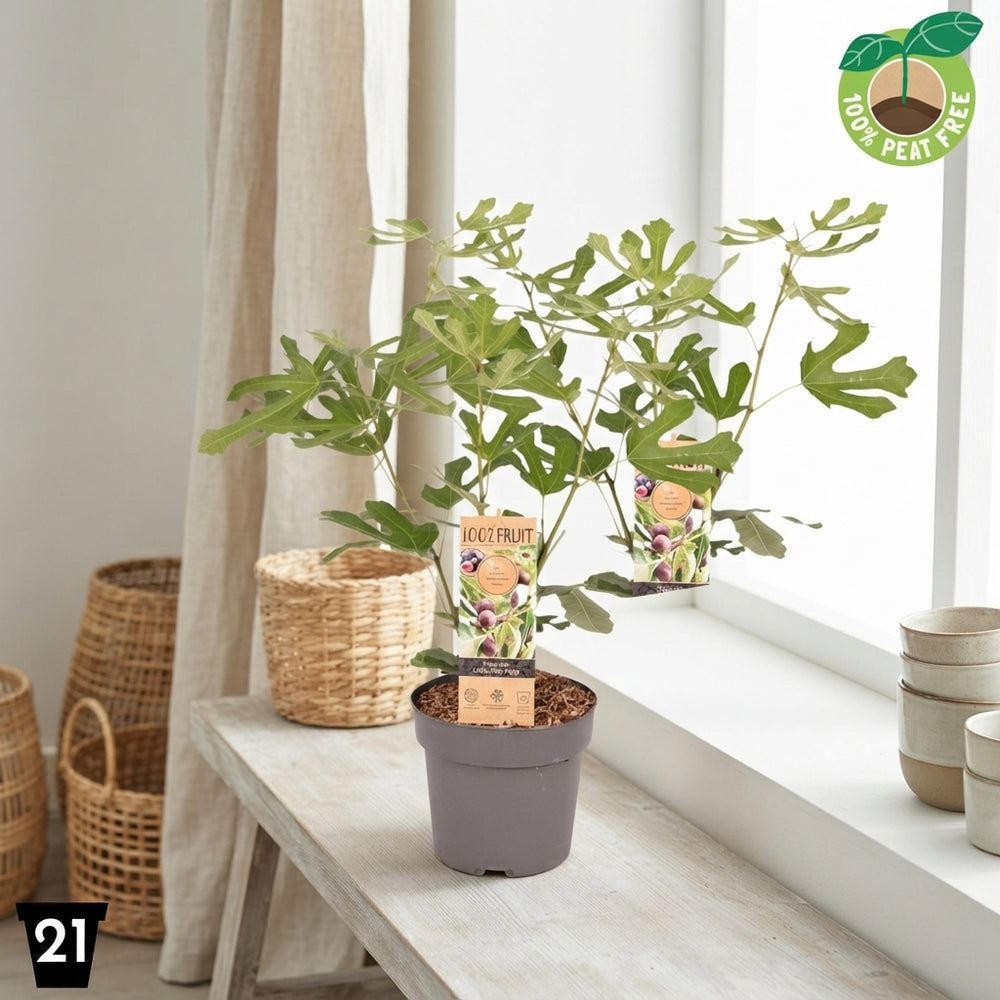 Little Miss Figgy Fig Tree (Ficus carica) – 21cm Pot