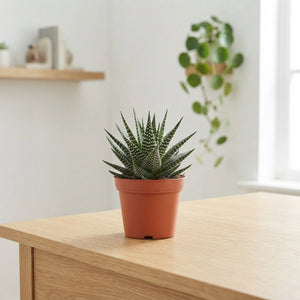 Mixed Haworthia Succulent – 8.5cm Pot