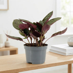 Crispy Red Flame Plant (Hemigraphis) – 8.5cm Pot