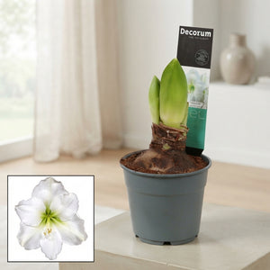 White Hippeastrum ‘Arctic White’ – 12cm Pot