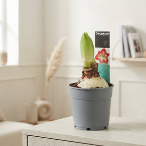 Striped Hippeastrum (Amaryllis) – 12cm Pot