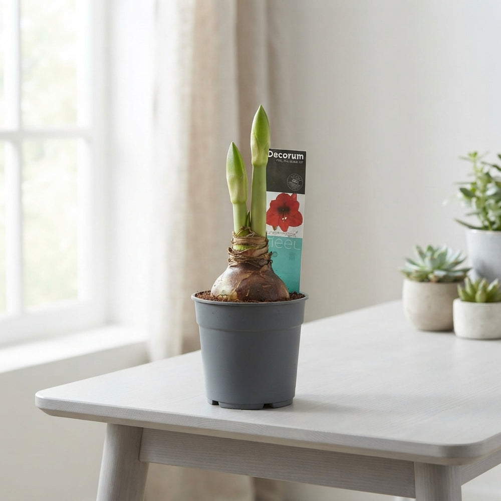 Mixed Hippeastrum Amaryllis – 12cm Pot, 25cm High
