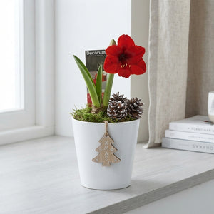 White Hippeastrum Amaryllis – 12cm Ceramic Pot