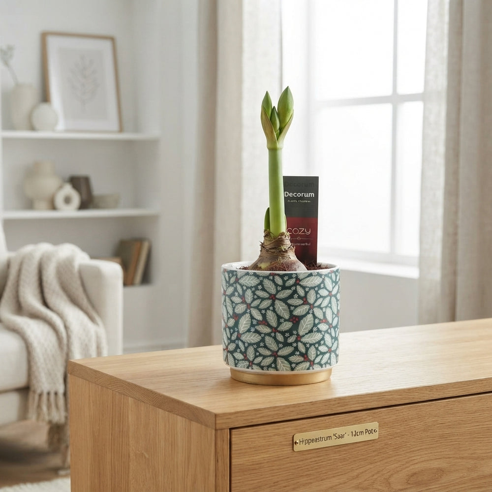 White Hippeastrum (Amaryllis) – 12cm Ceramic Pot