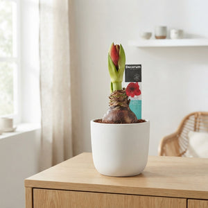 Red Hippeastrum (Amaryllis) – 12cm Pot