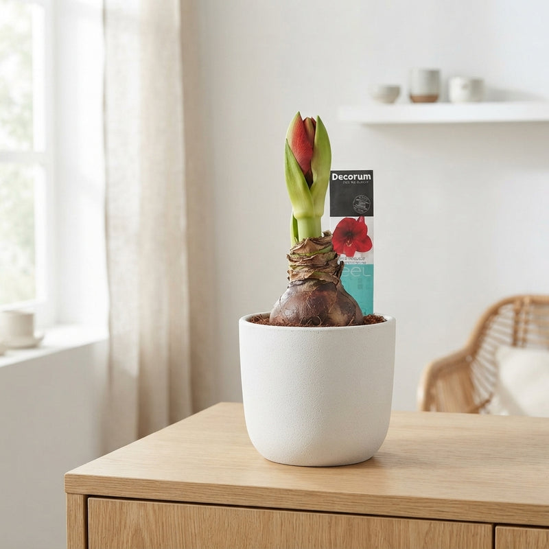 Red Hippeastrum (Amaryllis) – 12cm Pot