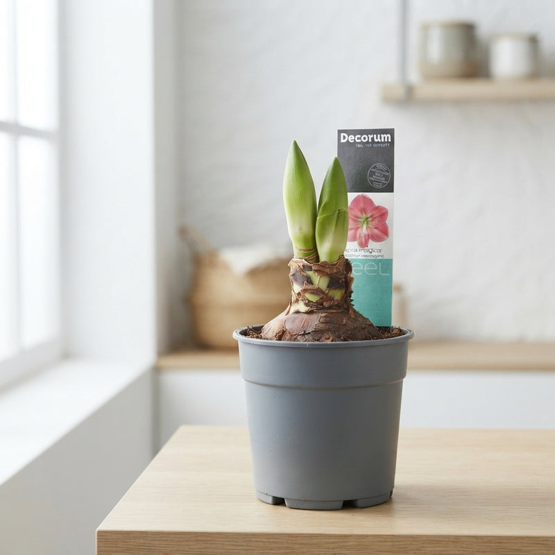 Pink Hippeastrum ‘Sweet Pink’ – 12cm Pot