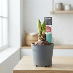 Pink Hippeastrum ‘Sweet Pink’ – 12cm Pot