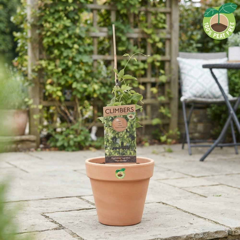 Nordbrau Hops (Humulus lupulus) – 15cm Pot