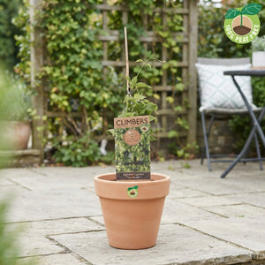 Nordbrau Hops (Humulus lupulus) – 15cm Pot
