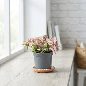 Mixed Hypoestes Polka Dot Plant (Hypoestes phyllostachya) – 8.5cm Pot