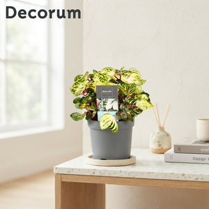Iresine Herbstii Mixed Colour Plant – 13cm Pot
