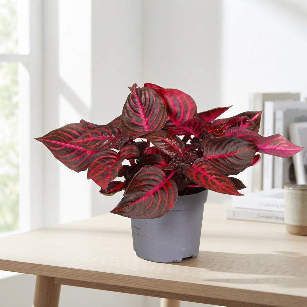 Rich Redstar Bloodleaf Plant (Iresine herbstii) – 13cm Pot
