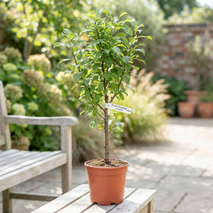 Victoria Plum Tree (Prunus domestica) – 15cm Pot