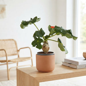 Jatropha podagrica – 13cm Pot