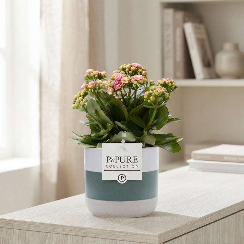 Pink Double Kalanchoe – 12cm Pot