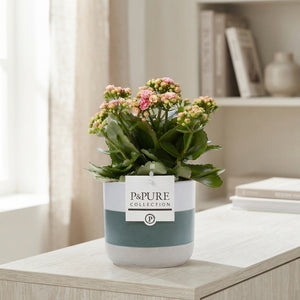 Pink Double Kalanchoe – 12cm Pot
