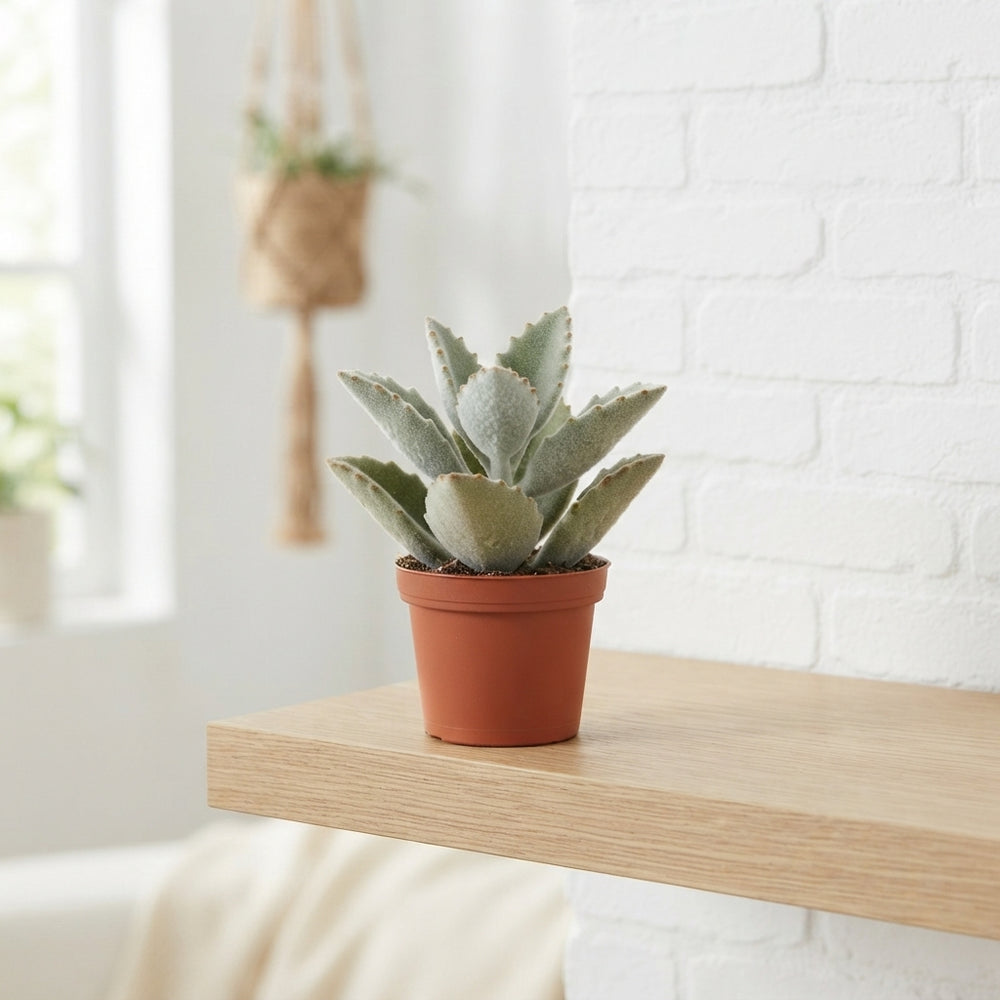 Kalanchoe beharensis ‘Dark’ – 8.5cm Pot
