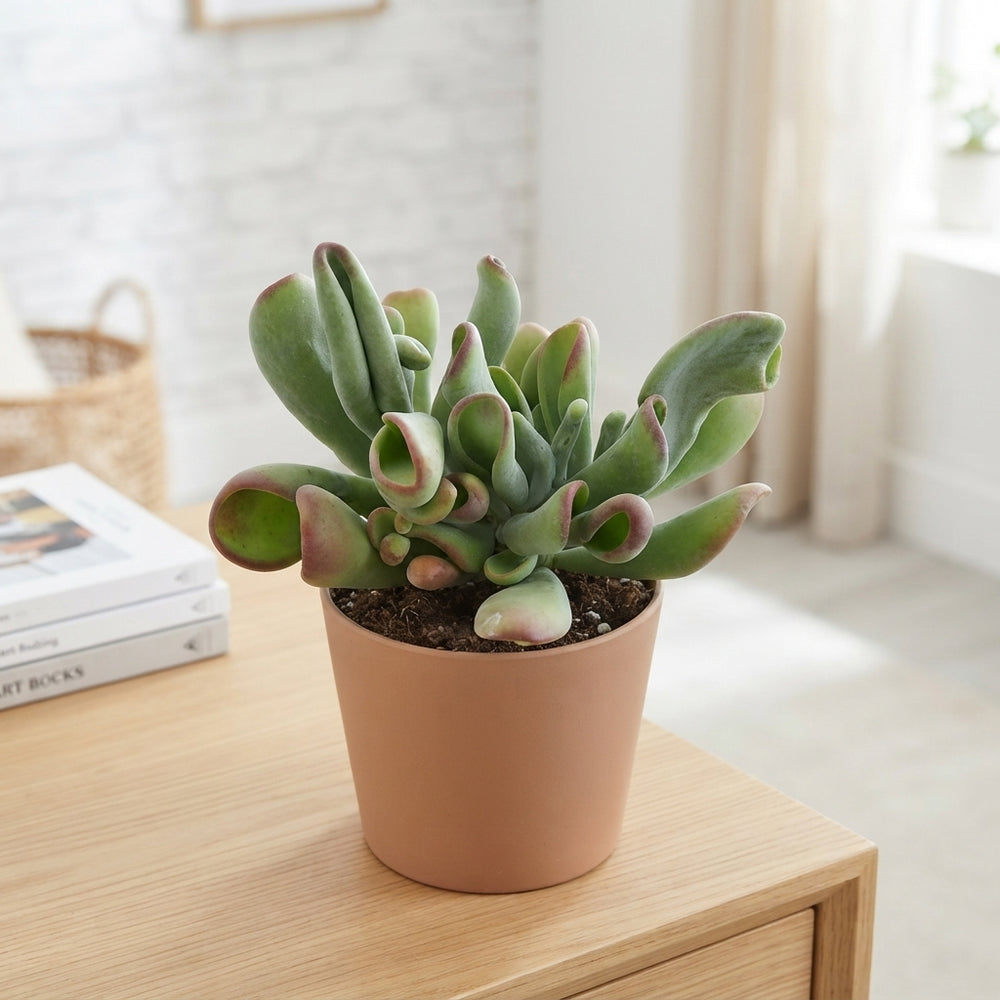 Kalanchoe Oricula – 17cm Pot, Approx. 40cm High