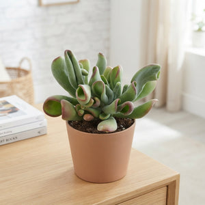 Kalanchoe Oricula – 17cm Pot, Approx. 40cm High