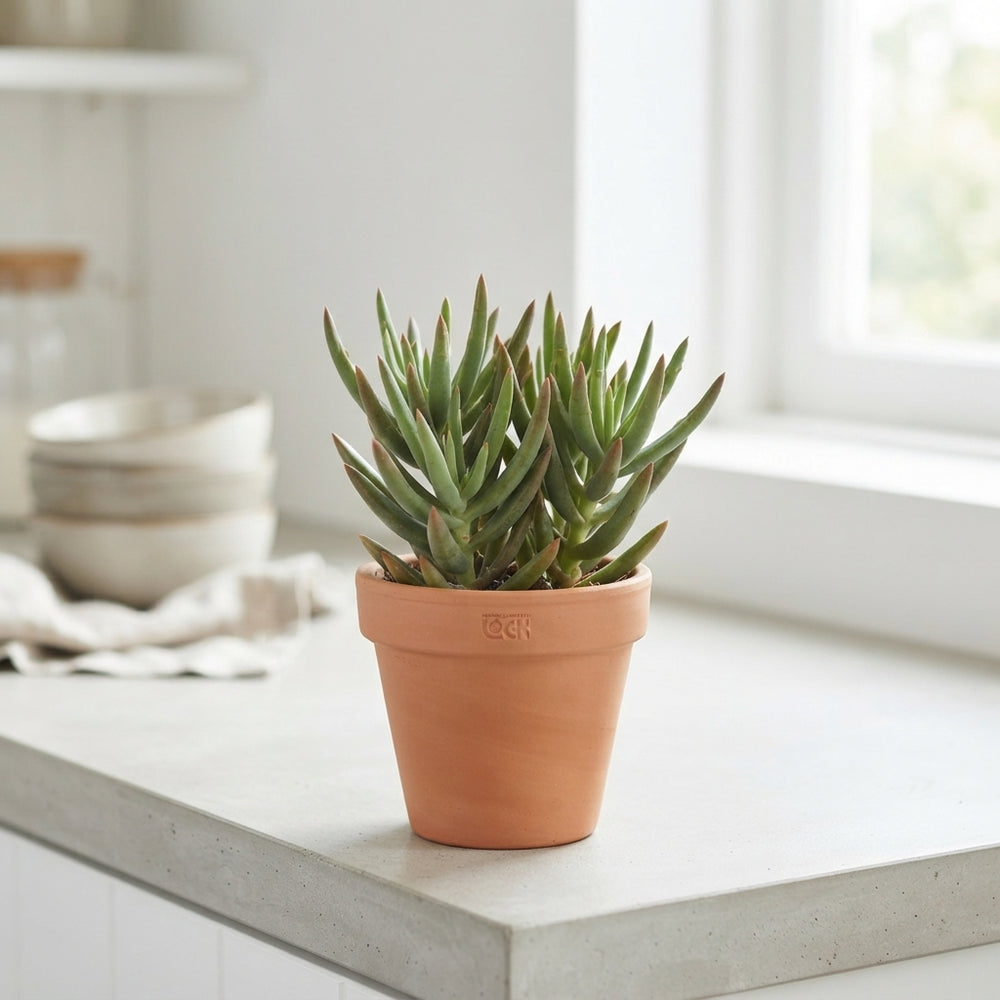 Kalanchoe Spider Green – 8.5cm Pot