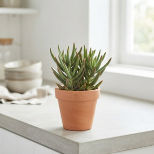 Kalanchoe Spider Green – 8.5cm Pot