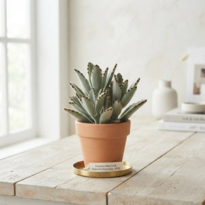 Panda Plant (Kalanchoe tomentosa) – 8.5cm Pot