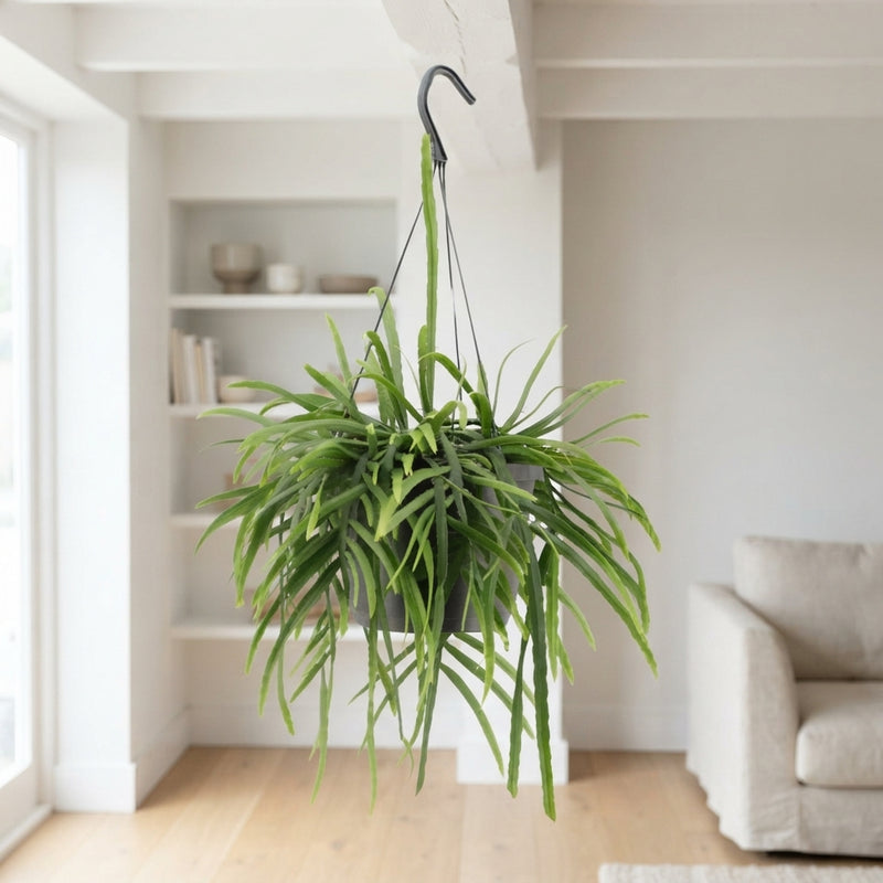 Lepismium bolivianum Houseplant – 17cm Pot