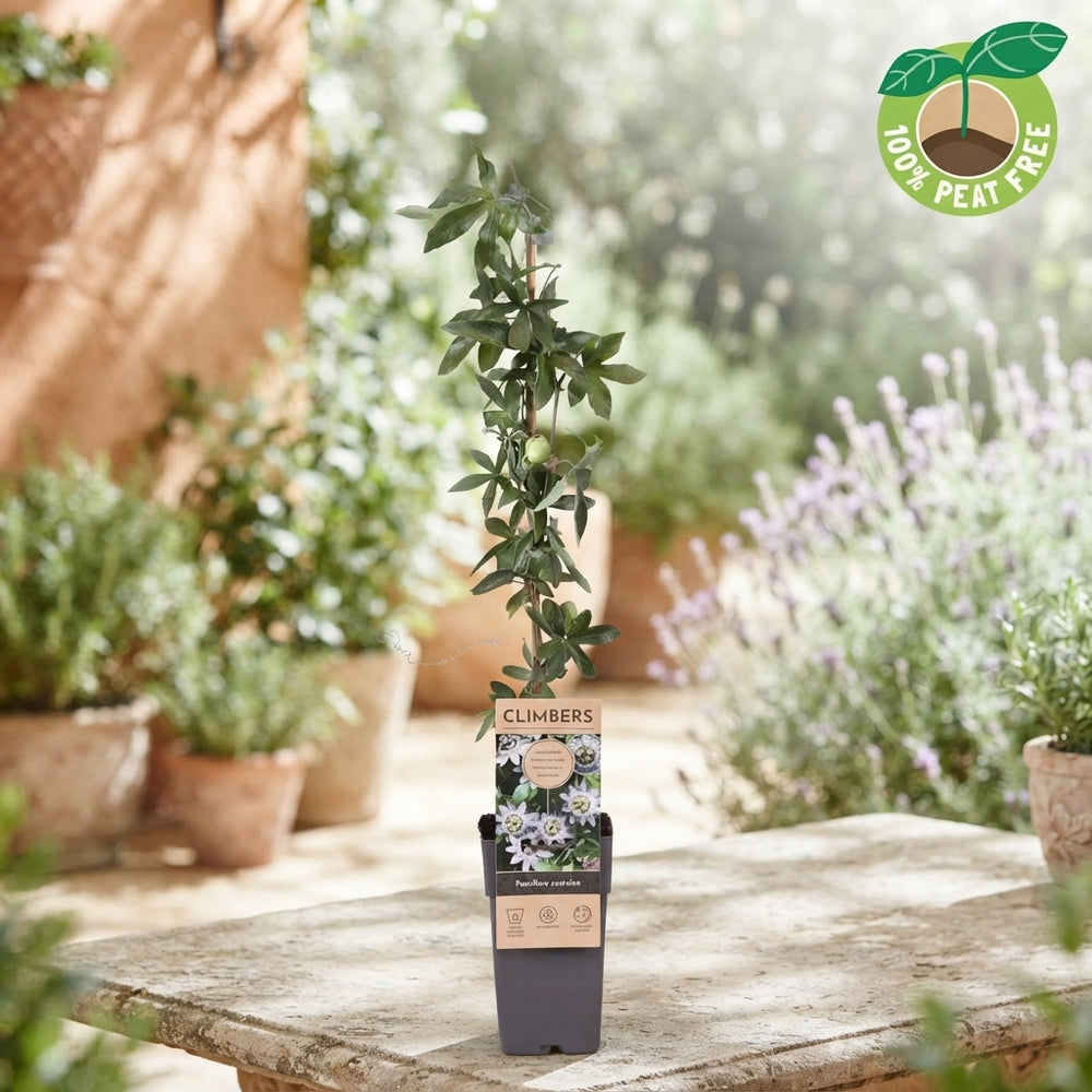 Blue Passion Flower (Passiflora caerulea) – 15cm Pot