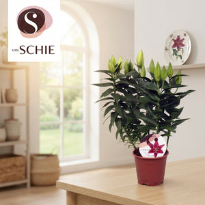 Mixed Oriental Lily (Lilium Oriental Group) – 13cm Pot