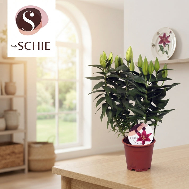 Mixed Oriental Lily (Lilium Oriental Group) – 13cm Pot