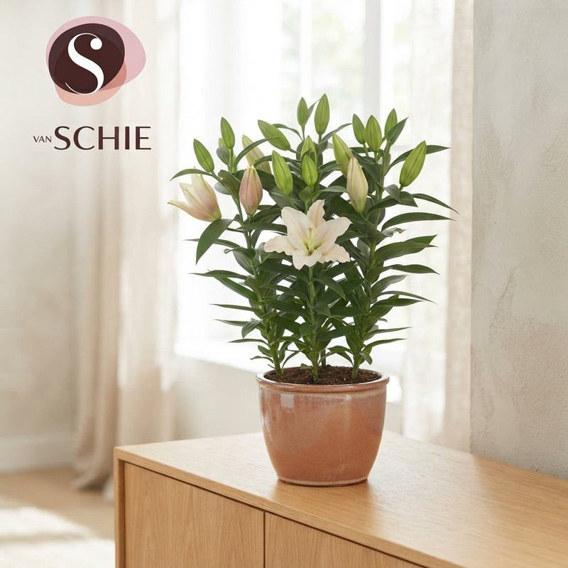 Mixed Oriental Lily (Lilium) – 17cm Pot