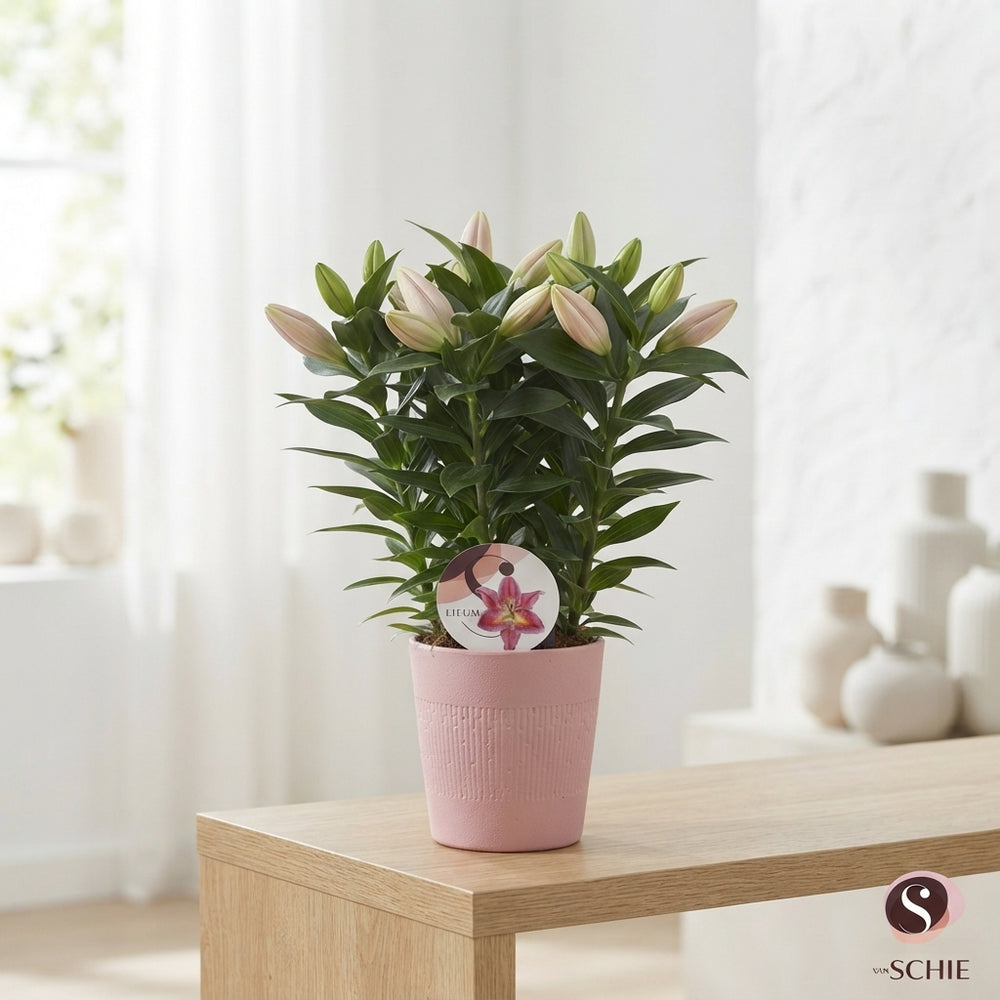Mixed Oriental Lily ‘Blush’ – 13cm Pot